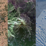 Insights on NISAR: Key Facts About U.S.-India Satellite Collage of image taken from space of places on earth