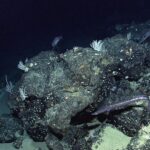 NASA’s New Satellite Captures Seafloor Details From Orbit Located off the coast of Ecuador, Paramount seamount