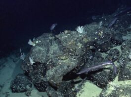 NASA’s New Satellite Captures Seafloor Details From Orbit Located off the coast of Ecuador, Paramount seamount