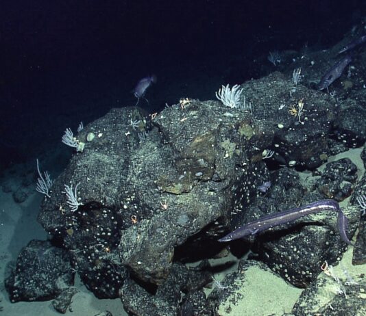 NASA’s New Satellite Captures Seafloor Details From Orbit Located off the coast of Ecuador, Paramount seamount