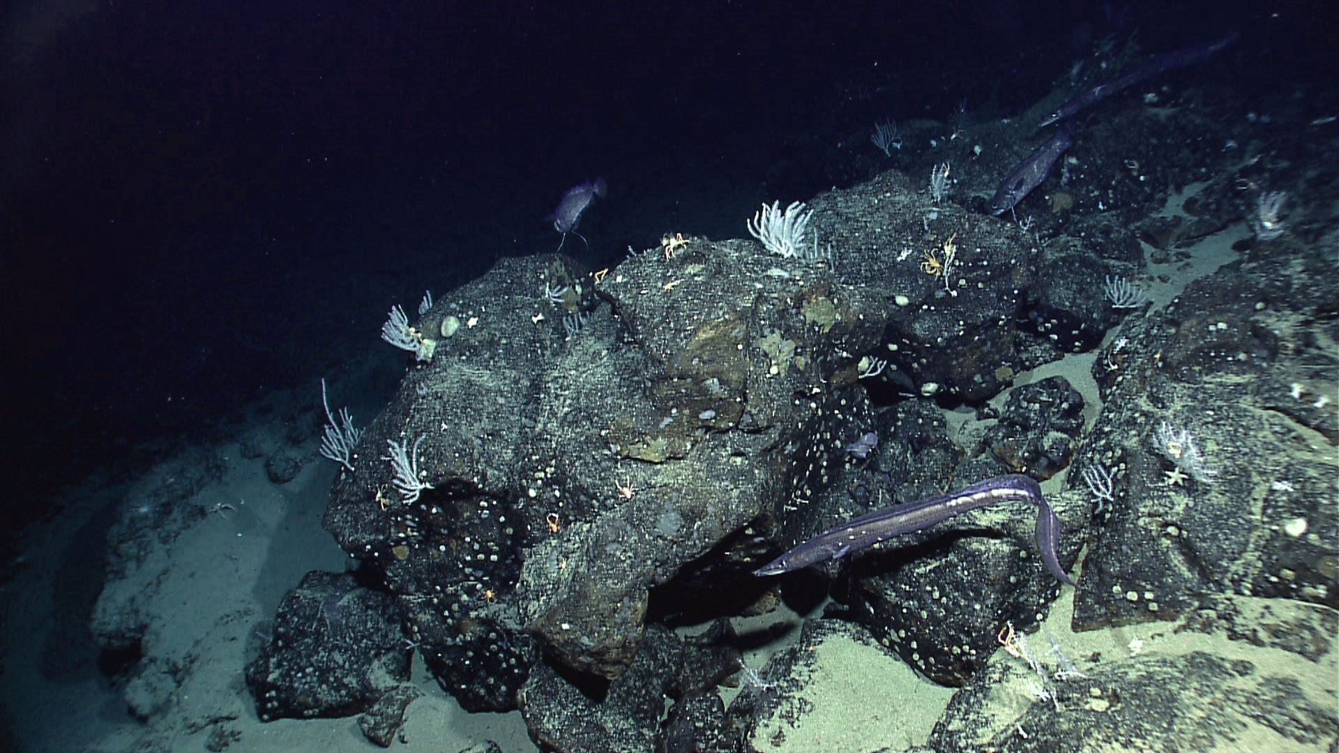 1 paramount seamount noaa.jpg Located off the coast of Ecuador, Paramount seamount