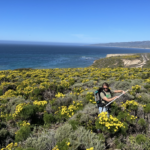 NASA Conducts Aerial Research on Wildflowers Yellow Coreopsis gigantea flowers during field work