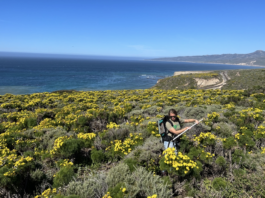 NASA Conducts Aerial Research on Wildflowers Yellow Coreopsis gigantea flowers during field work
