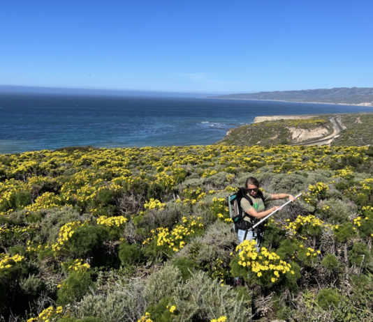 NASA Conducts Aerial Research on Wildflowers Yellow Coreopsis gigantea flowers during field work