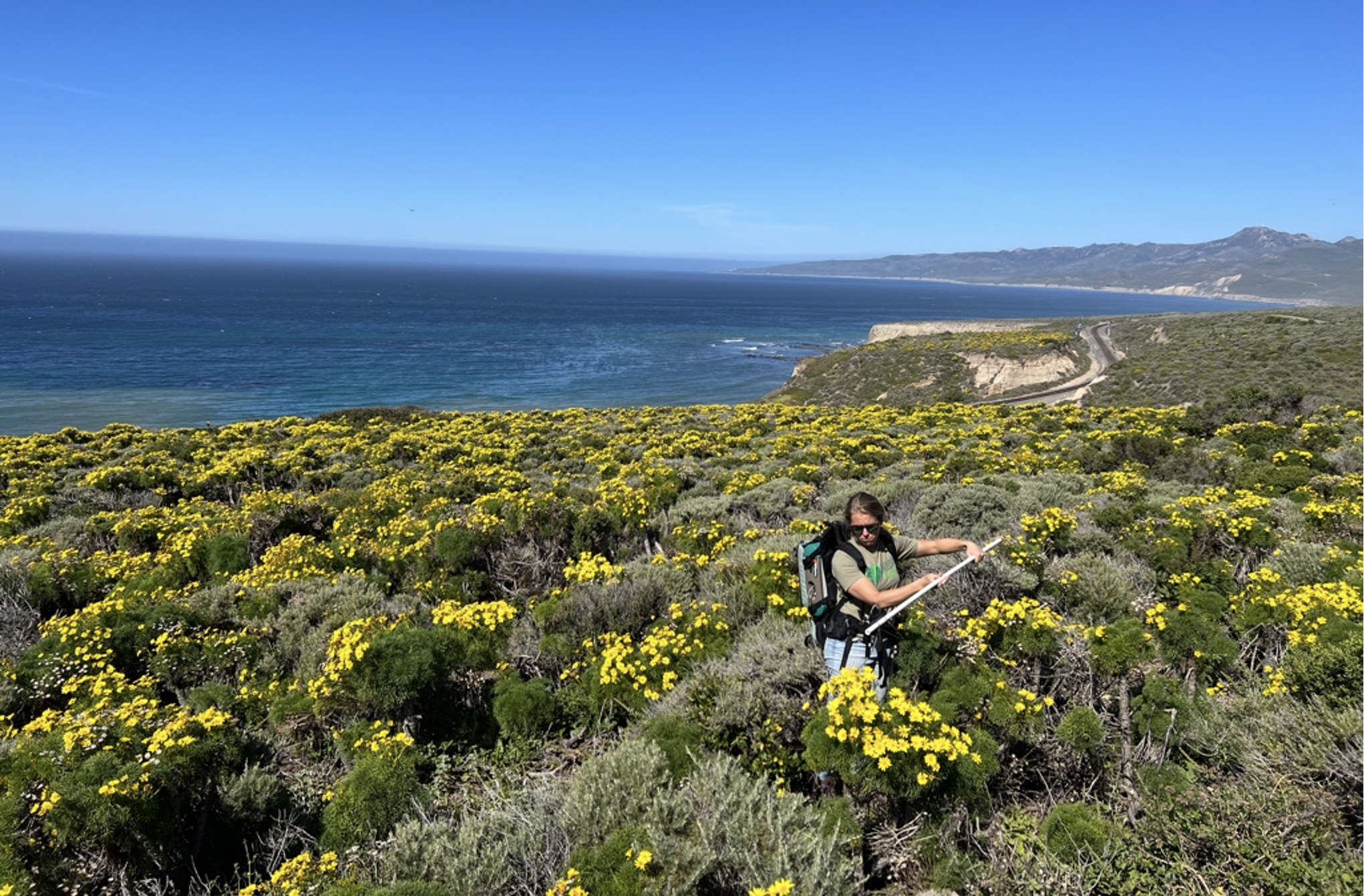 Yellow Coreopsis gigantea flowers during field work