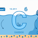 Understanding the Concept of Blue Carbon What Is Blue Carbon?