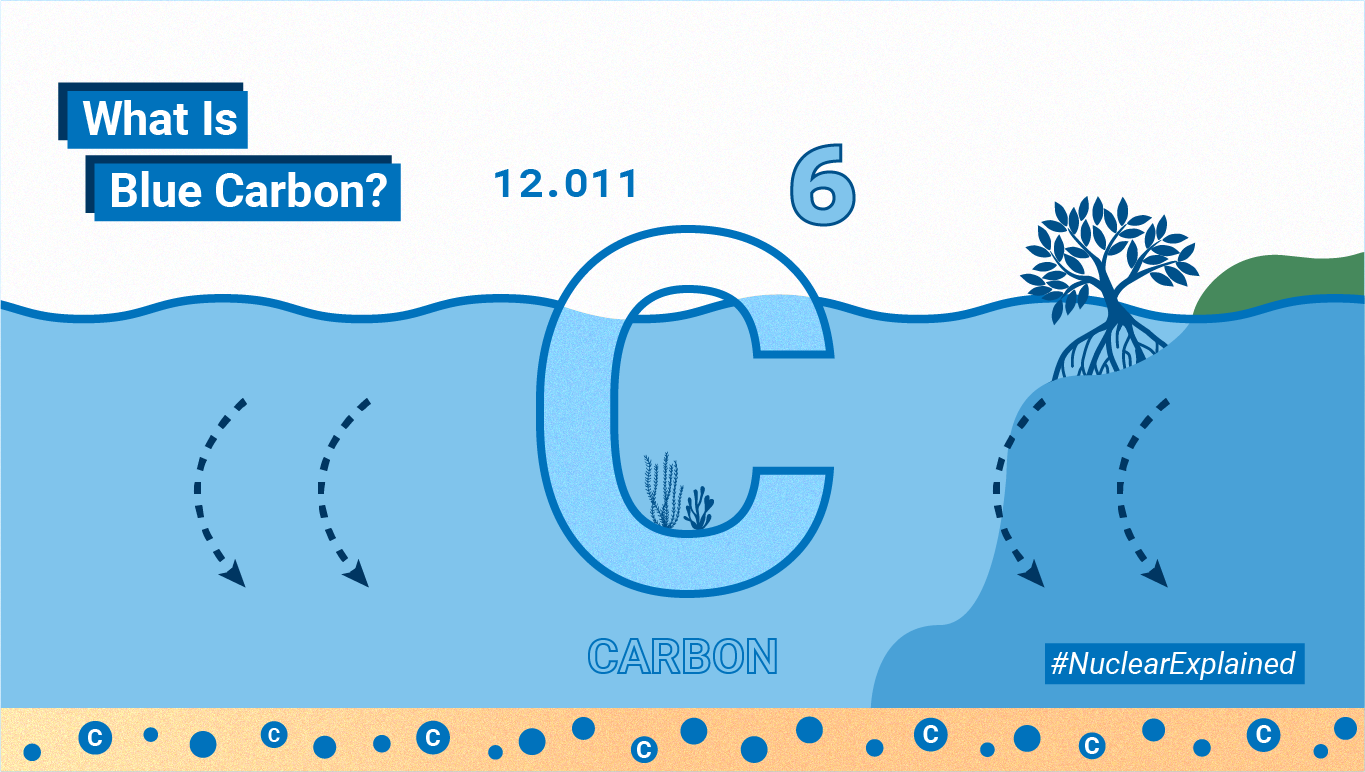 1730373566 what is blue carbon 1140x640.png What Is Blue Carbon?