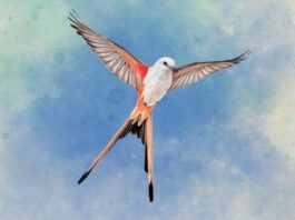 Wingspan lands on PlayStation on October 11. Wingspan swoops onto PlayStation on October 11