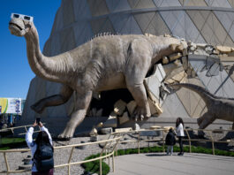 NASA’s Dinosaur Ready for Safe Solar Eclipse Viewing 2024 A large model dinosaur bursts out of a beige and gray building. The Alamosaurus wears a pair of eclipse glasses. In the foreground, a child lifts their phone to take a picture of the dinosaur.