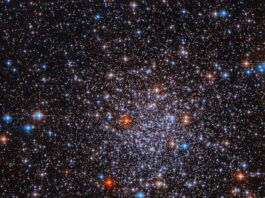 Hubble Sheds Light on Elusive Globular Cluster – NASA Bright stars cluster against a black background. The stars are more densely concentrated in the center of the image. The stars appear mostly white, but bright red and blue stars are also visible sprinkled throughout the image.