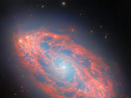 Webb discovers new features in neighboring spiral galaxy – NASA A spiral galaxy, seen tilted diagonally. It has a blue-white, glowing spot at its core. Its oval-shaped disc glows faintly blue throughout with light from its many stars. The disc is filled with waves and strands of bright red dust that swirl around the core. At places there are holes torn in the dust, while elsewhere it forms dense clumps that glow orange. Several tiny, distant galaxies appear across the background.