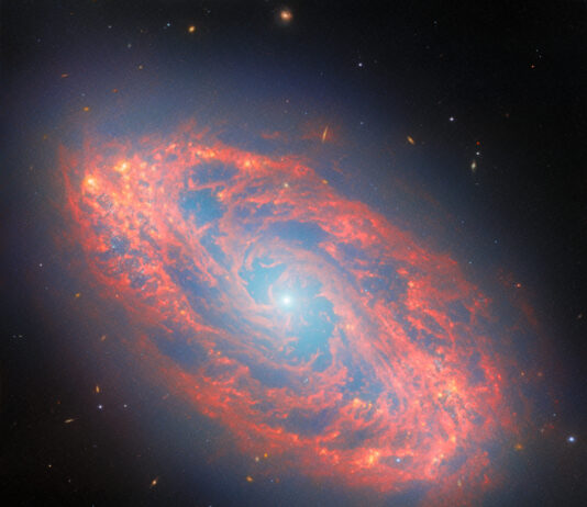 Webb discovers new features in neighboring spiral galaxy – NASA A spiral galaxy, seen tilted diagonally. It has a blue-white, glowing spot at its core. Its oval-shaped disc glows faintly blue throughout with light from its many stars. The disc is filled with waves and strands of bright red dust that swirl around the core. At places there are holes torn in the dust, while elsewhere it forms dense clumps that glow orange. Several tiny, distant galaxies appear across the background.