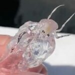 Fishermen Catch Transparent ‘Alien’ Sea Creature Fishermen Catch Transparent 'Alien' Sea Creature