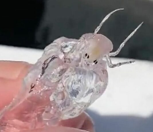 Fishermen Catch Transparent ‘Alien’ Sea Creature Fishermen Catch Transparent 'Alien' Sea Creature