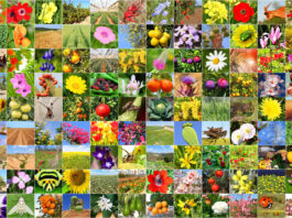 NVIDIA GPUs Power Biology Model to Identify 1M+ Species The Largest Digital Zoo: Biology Model Trained on NVIDIA GPUs Identifies Over a Million Species