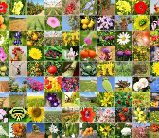 NVIDIA GPUs Power Biology Model to Identify 1M+ Species The Largest Digital Zoo: Biology Model Trained on NVIDIA GPUs Identifies Over a Million Species