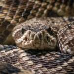 AI-Created Proteins Combat Lethal Snake Venom AI-Designed Proteins Take on Deadly Snake Venom