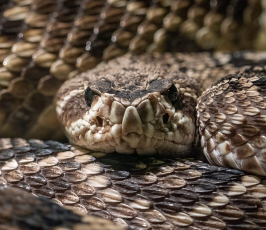 AI-Created Proteins Combat Lethal Snake Venom AI-Designed Proteins Take on Deadly Snake Venom