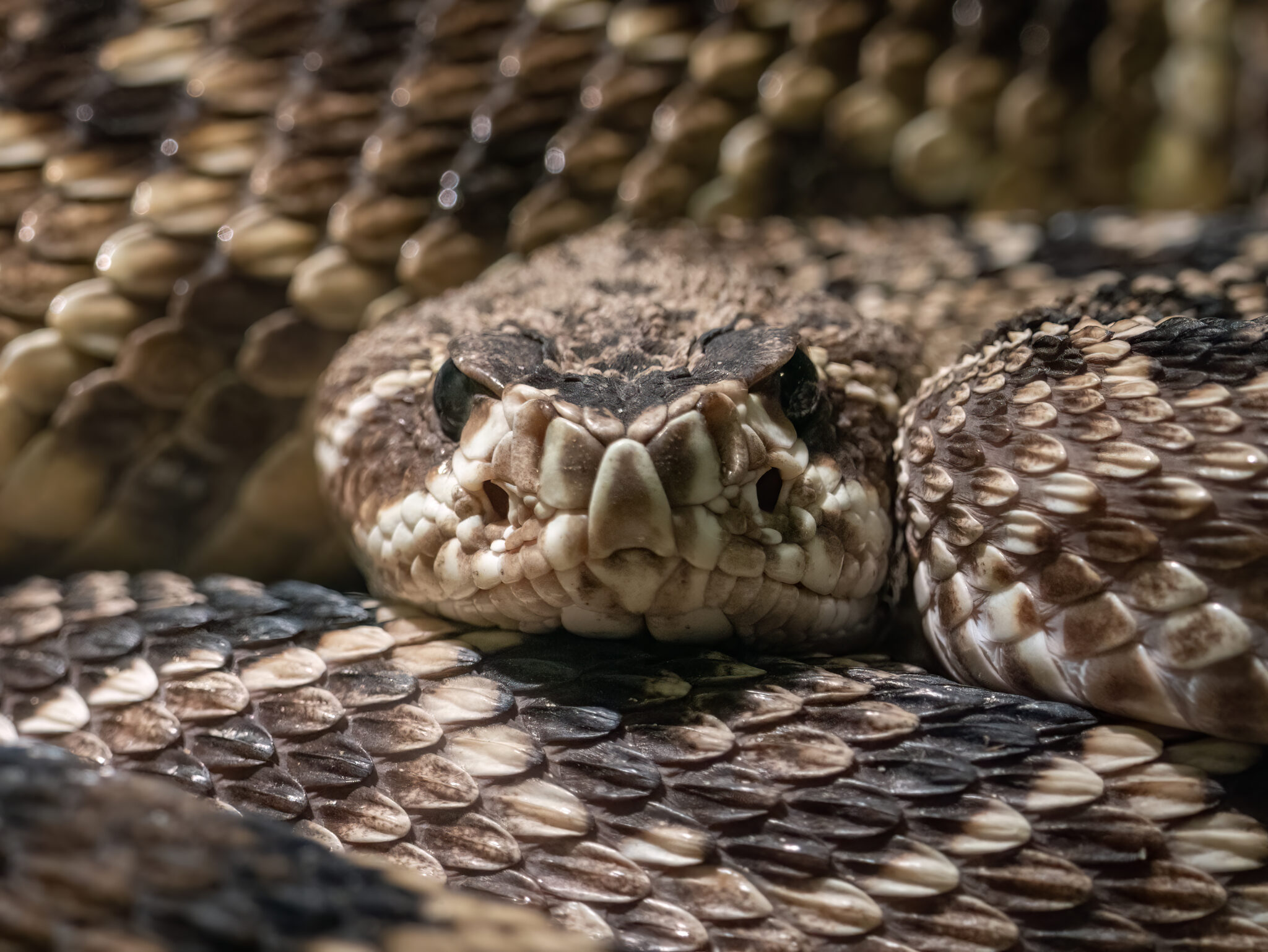 adobestock 542101600 scaled.jpeg AI-Designed Proteins Take on Deadly Snake Venom