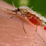 AI Advances: New Model Detects Malaria During Venezuela Gold Rush AI Bites Back: Researchers Develop Model to Detect Malaria Amid Venezuelan Gold Rush