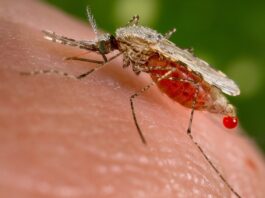 AI Advances: New Model Detects Malaria During Venezuela Gold Rush AI Bites Back: Researchers Develop Model to Detect Malaria Amid Venezuelan Gold Rush