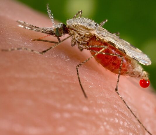 AI Advances: New Model Detects Malaria During Venezuela Gold Rush AI Bites Back: Researchers Develop Model to Detect Malaria Amid Venezuelan Gold Rush