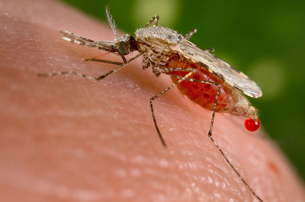 anopheles stephensi.jpeg AI Bites Back: Researchers Develop Model to Detect Malaria Amid Venezuelan Gold Rush