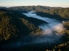 Apple initiates effort to conserve and revive California redwoods. Apple launches new project to protect and restore California redwood forest