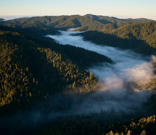 Apple initiates effort to conserve and revive California redwoods. Apple launches new project to protect and restore California redwood forest