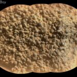 Astonishing Spherules: NASA’s Latest Scientific Discovery A closeup photo of a Martian rock shows a rough, bubbly texture that ranges in color from pale brownish-orange around the edges, to more gray-tinged orange nearer the center. Many of the bumps or bubbles are spherical, others are crushed or halved, looking like a jar of spilled gray capers, mingled with some creamy, orange-colored sauce.