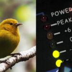 Perch AI update leverages audio to safeguard endangered wildlife. The AI model Perch, updated today, uses audio to help protect endangered species.