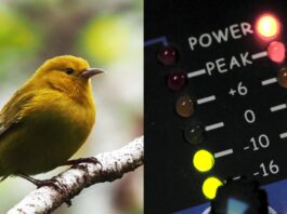 Perch AI update leverages audio to safeguard endangered wildlife. The AI model Perch, updated today, uses audio to help protect endangered species.
