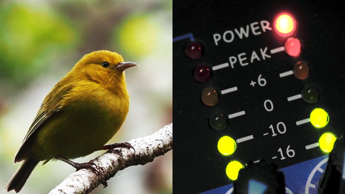 bioacoustics 16x9 conform 250804a 01456.max 1440x810.jpg The AI model Perch, updated today, uses audio to help protect endangered species.