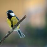Security Cameras Not Identifying Birds on HomeKit? Fix Guide blog homekit bird identification camera fix 20260901