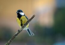 Security Cameras Not Identifying Birds on HomeKit? Fix Guide blog homekit bird identification camera fix 20260901