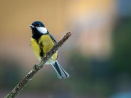 Security Cameras Not Identifying Birds on HomeKit? Fix Guide blog homekit bird identification camera fix 20260901