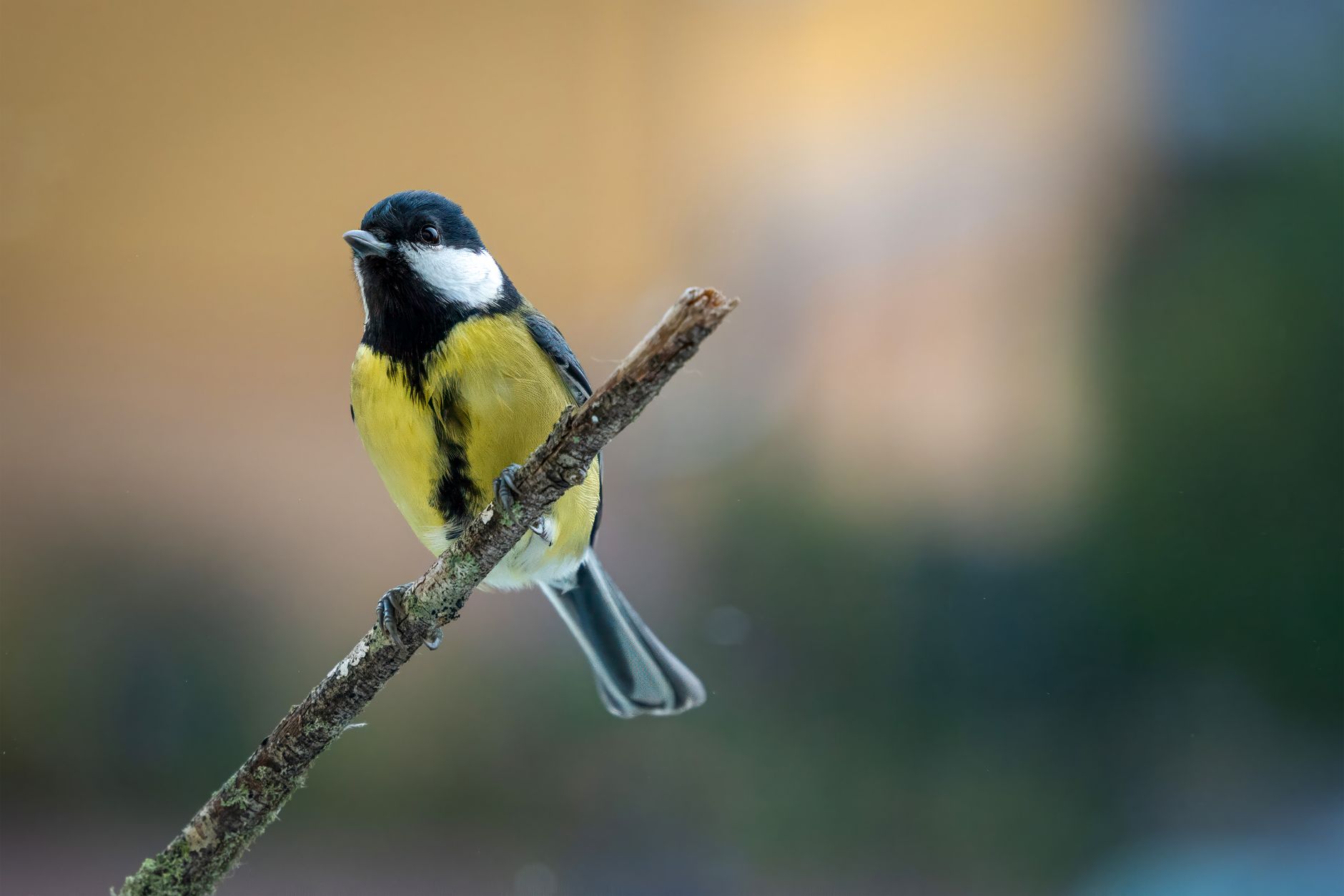 blog homekit bird identification camera fix 20260901 blog homekit bird identification camera fix 20260901