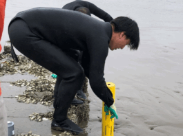Seaweed Cultivation Shows Promise for Carbon Storage, Study Finds Study Reveals Potential of Seaweed Farms as Carbon Storage Solution