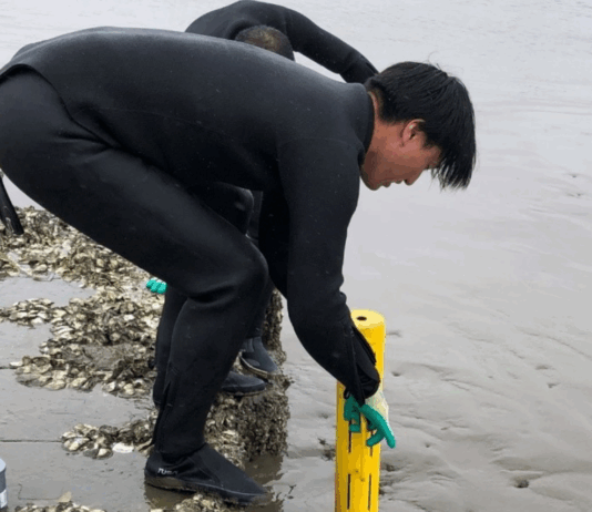 Seaweed Cultivation Shows Promise for Carbon Storage, Study Finds Study Reveals Potential of Seaweed Farms as Carbon Storage Solution