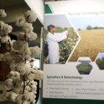 Nuclear Science’s Impact on Cotton Celebrated on World Cotton Day World Cotton Day: The Role of Nuclear Science