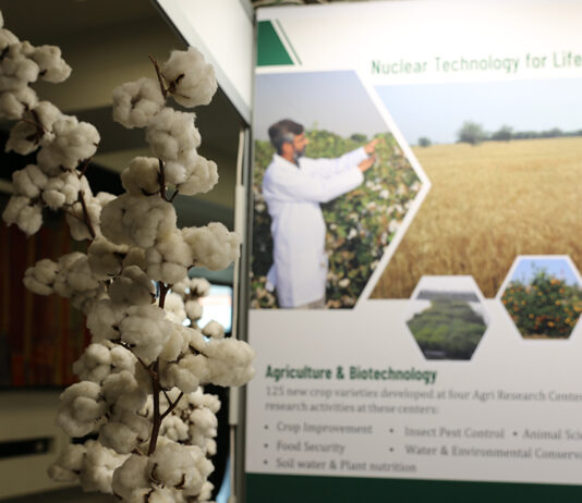 Nuclear Science’s Impact on Cotton Celebrated on World Cotton Day World Cotton Day: The Role of Nuclear Science