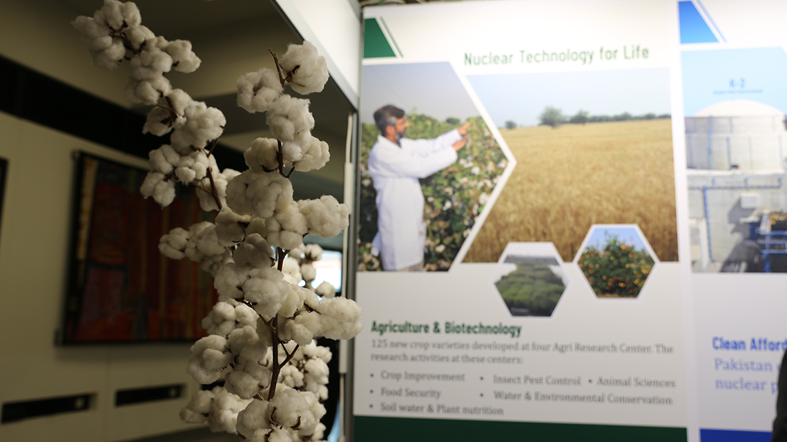 cotton 1140x640.jpg World Cotton Day: The Role of Nuclear Science