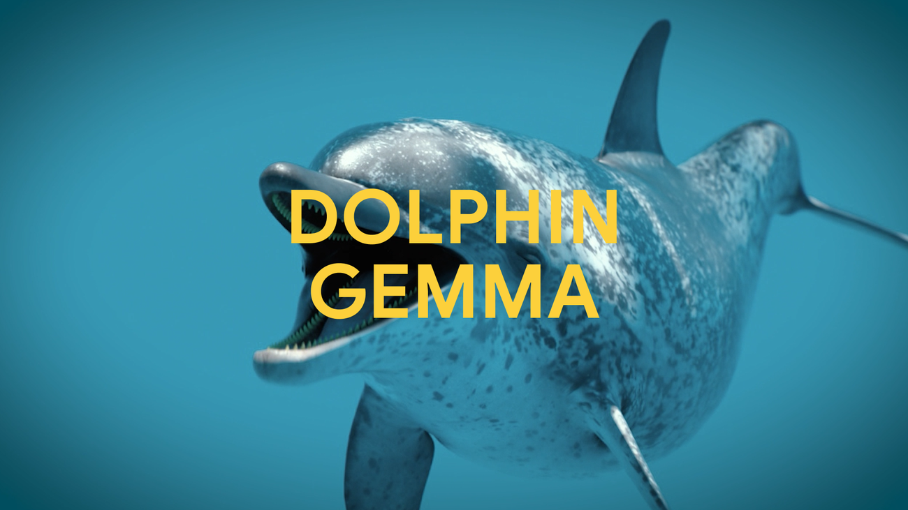 dolphingemma socialexplainers 16x9 dolphingem.width 1300.png DolphinGemma: How Google AI is helping decode dolphin communication
