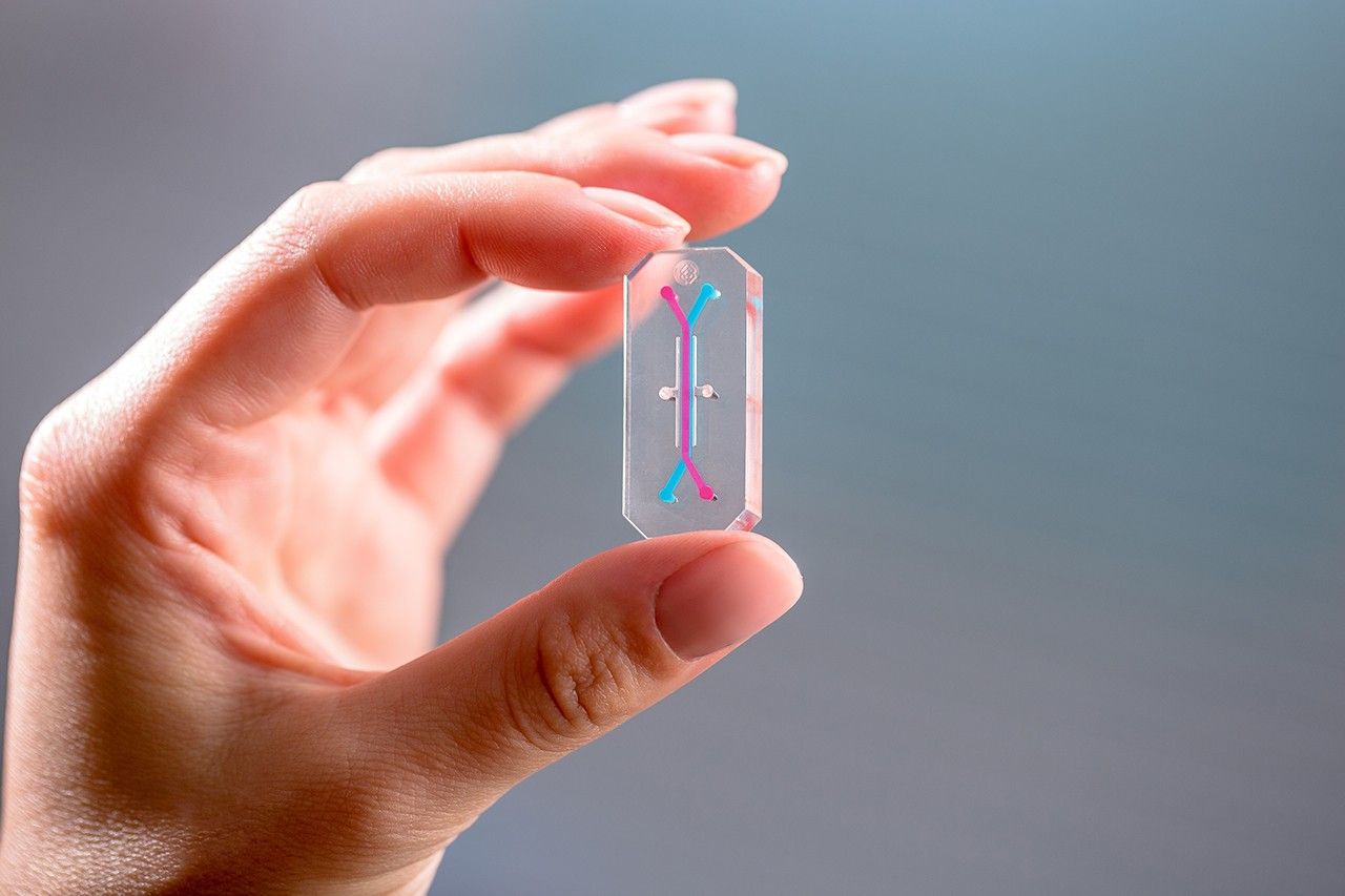 emulate emulate organ chip blue 2.jpg Two fingers holding a transparent rectangular device the size of a USB drive. Inside the device is a long line of blue with two short, red lines at opposite ends.