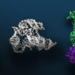 NVIDIA BioNeMo Releases Large-Scale Model for Biomolecular Research visualization of DNA, RNA, protein data