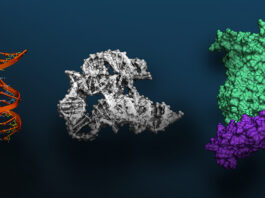 NVIDIA BioNeMo Releases Large-Scale Model for Biomolecular Research visualization of DNA, RNA, protein data