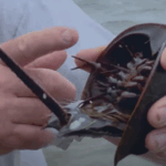 Prehistoric Creature Assists in Balancing NASA Kennedy Image shows a man holding a horseshoe crab.