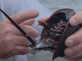 Prehistoric Creature Assists in Balancing NASA Kennedy Image shows a man holding a horseshoe crab.