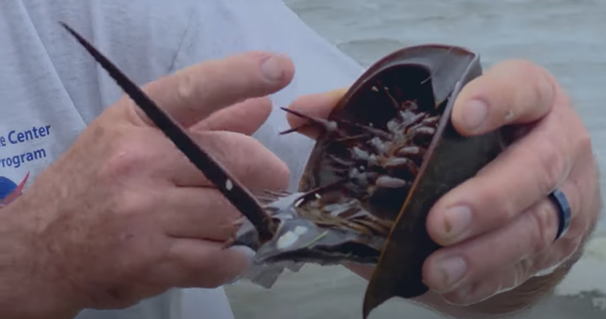 horseshoe crabs at nasa kennedy.png Image shows a man holding a horseshoe crab.