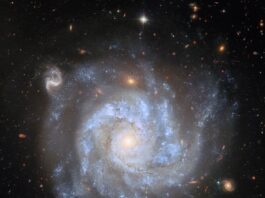 NASA Hubble Explores Spiral Galaxy Abundant with Supernovae A top-down view of a spiral galaxy, showing its brightly-shining center, its broad spiral arms, and the faint halo around its disk, as well as distant galaxies and stars on a dark background. Large blue clouds of gas speckled with small stars and strands of dark dust swirl around the galaxy’s disk. A couple of the background galaxies are large enough that their own swirling spiral arms are visible.